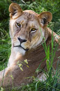 Preview wallpaper lioness, glance, grass, animal, predator