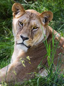 Preview wallpaper lioness, glance, grass, animal, predator