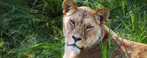 Preview wallpaper lioness, glance, grass, animal, predator