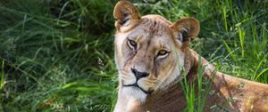Preview wallpaper lioness, glance, grass, animal, predator