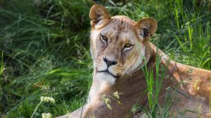 Preview wallpaper lioness, glance, grass, animal, predator