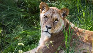 Preview wallpaper lioness, glance, grass, animal, predator