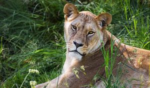 Preview wallpaper lioness, glance, grass, animal, predator