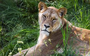 Preview wallpaper lioness, glance, grass, animal, predator