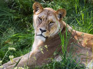 Preview wallpaper lioness, glance, grass, animal, predator