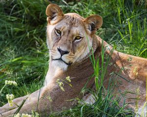 Preview wallpaper lioness, glance, grass, animal, predator