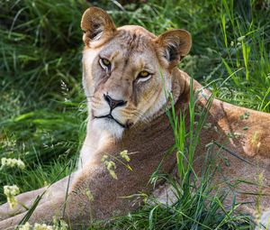 Preview wallpaper lioness, glance, grass, animal, predator