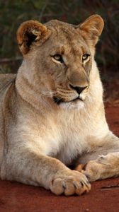 Preview wallpaper lioness, glance, paw, predator, big cat