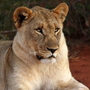 Preview wallpaper lioness, glance, paw, predator, big cat