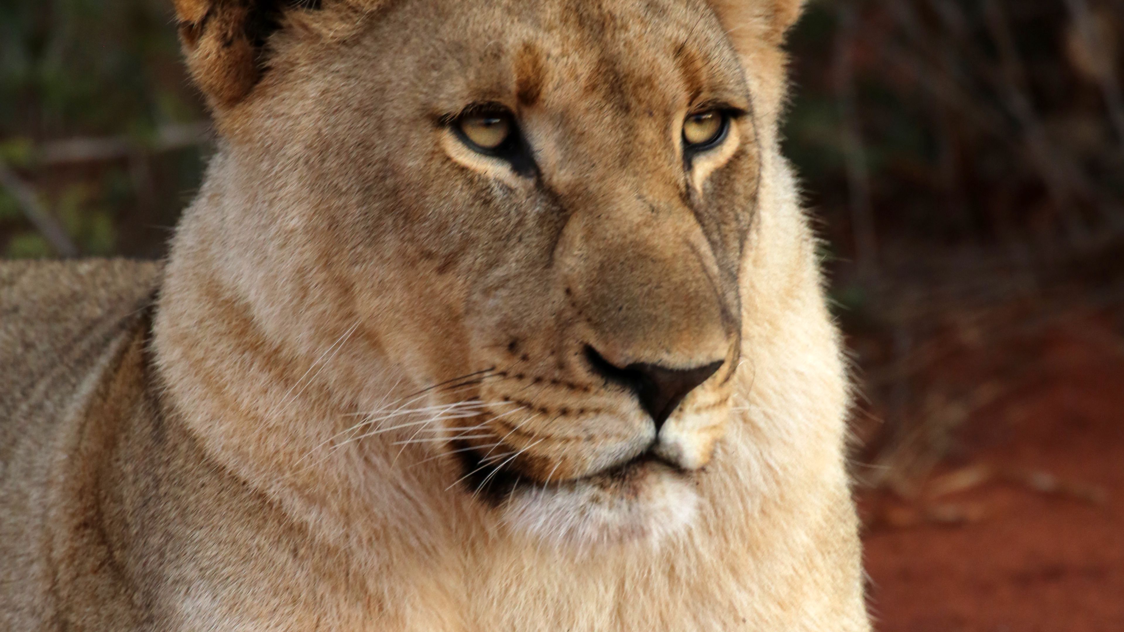 Download Wallpaper 3840x2160 Lioness, Glance, Paw, Predator, Big Cat 4k ...