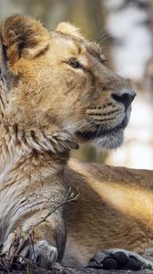 Preview wallpaper lioness, glance, paw, predator, big cat, wildlife
