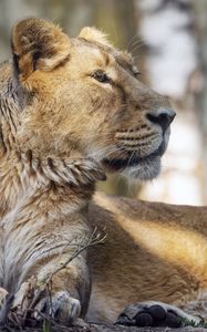 Preview wallpaper lioness, glance, paw, predator, big cat, wildlife