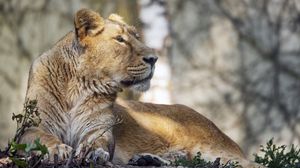Preview wallpaper lioness, glance, paw, predator, big cat, wildlife