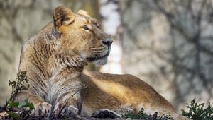 Preview wallpaper lioness, glance, paw, predator, big cat, wildlife