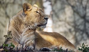 Preview wallpaper lioness, glance, paw, predator, big cat, wildlife