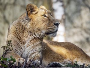 Preview wallpaper lioness, glance, paw, predator, big cat, wildlife