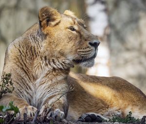 Preview wallpaper lioness, glance, paw, predator, big cat, wildlife