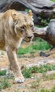 Preview wallpaper lioness, glance, predator, grass, big cat