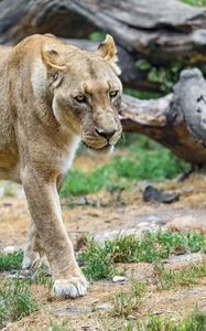 Preview wallpaper lioness, glance, predator, grass, big cat