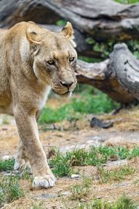 Preview wallpaper lioness, glance, predator, grass, big cat