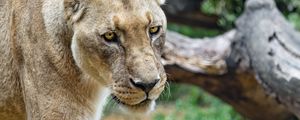 Preview wallpaper lioness, glance, predator, grass, big cat