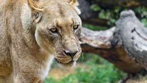 Preview wallpaper lioness, glance, predator, grass, big cat