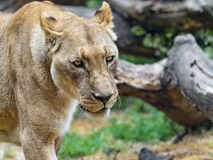 Preview wallpaper lioness, glance, predator, grass, big cat