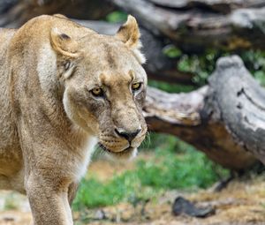 Preview wallpaper lioness, glance, predator, grass, big cat