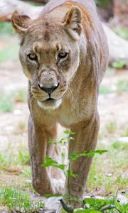 Preview wallpaper lioness, glance, predator, grass, blur