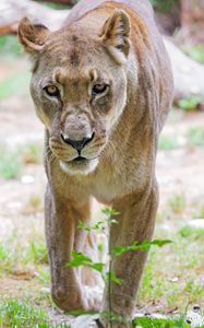 Preview wallpaper lioness, glance, predator, grass, blur