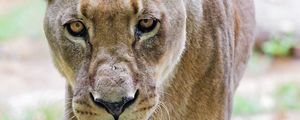 Preview wallpaper lioness, glance, predator, grass, blur