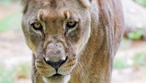 Preview wallpaper lioness, glance, predator, grass, blur