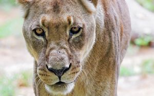 Preview wallpaper lioness, glance, predator, grass, blur