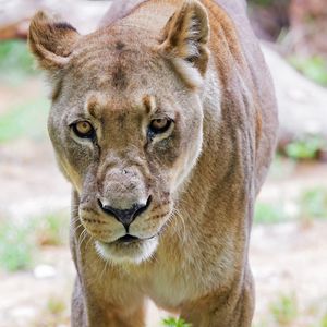 Preview wallpaper lioness, glance, predator, grass, blur