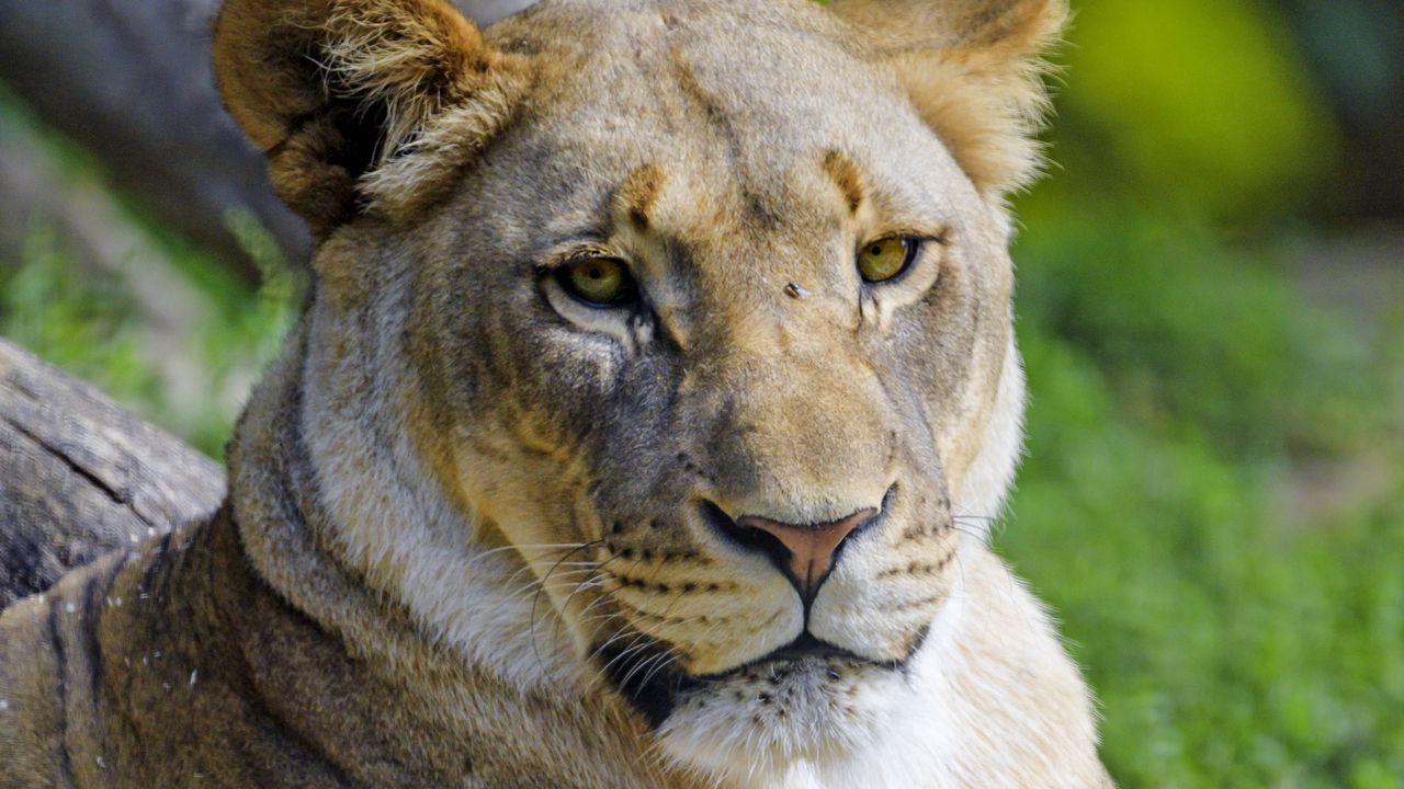 Wallpaper lioness, glance, predator, big cat