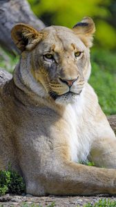Preview wallpaper lioness, glance, predator, big cat