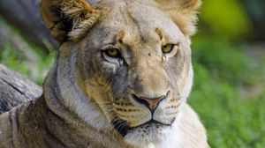 Preview wallpaper lioness, glance, predator, big cat