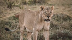 Preview wallpaper lioness, glance, predator, animal, big cat
