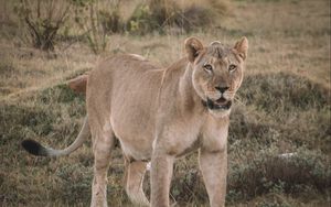 Preview wallpaper lioness, glance, predator, animal, big cat
