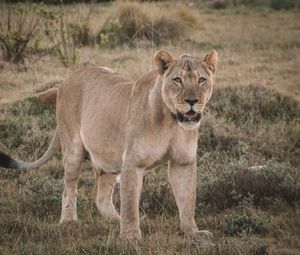 Preview wallpaper lioness, glance, predator, animal, big cat