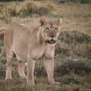 Preview wallpaper lioness, glance, predator, animal, big cat