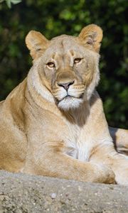 Preview wallpaper lioness, glance, predator, big cat, animal