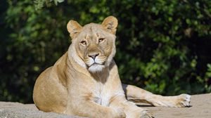 Preview wallpaper lioness, glance, predator, big cat, animal