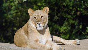 Preview wallpaper lioness, glance, predator, big cat, animal