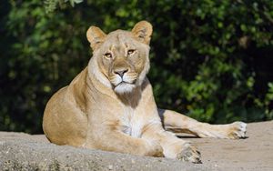 Preview wallpaper lioness, glance, predator, big cat, animal