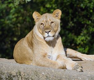 Preview wallpaper lioness, glance, predator, big cat, animal