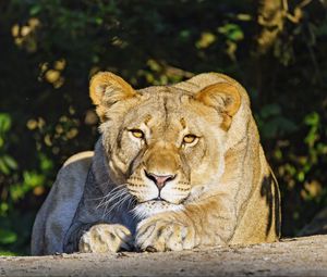 Preview wallpaper lioness, glance, predator, animal