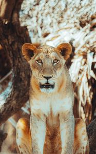 Preview wallpaper lioness, glance, predator, big cat, tree