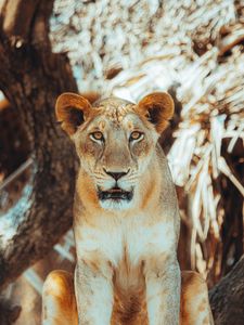 Preview wallpaper lioness, glance, predator, big cat, tree