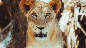 Preview wallpaper lioness, glance, predator, big cat, tree